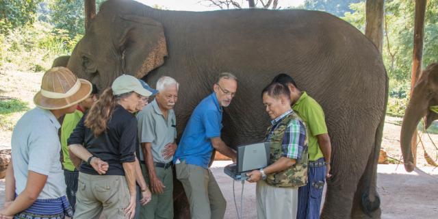Elephant Ultrasound Elephant Ultrasound