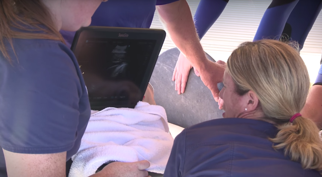 Pregnant Manatee Returned to the Wild Pregnant Manatee Returned to the Wild